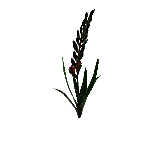flower gladiolus
